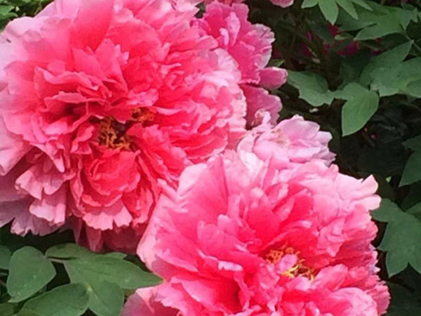 四月目光齊聚洛陽，牡丹花會驚艷開幕