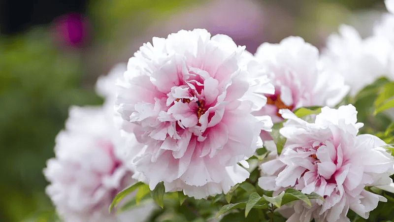 牡丹綻妍 譜寫(xiě)新篇——中集攪拌邀您游洛陽(yáng)，賞牡丹，品樣車(chē)，觀產(chǎn)線